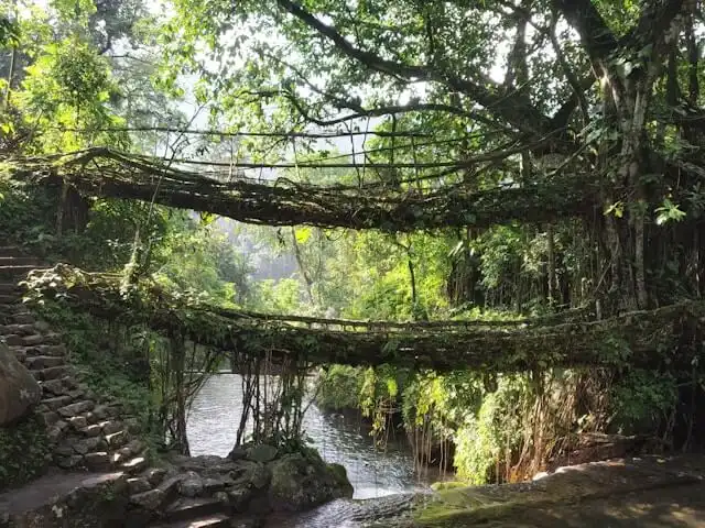 Double root bridge in Meghalaya