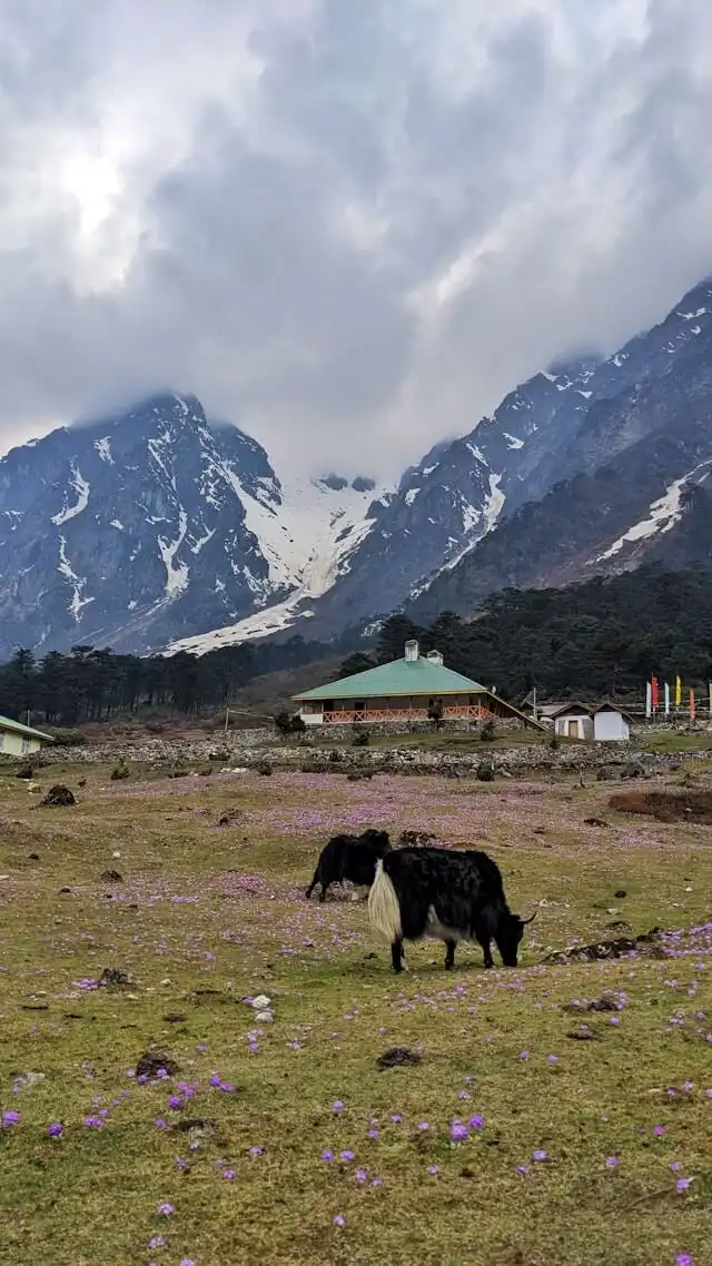 Yumthang Valley in Sikkim