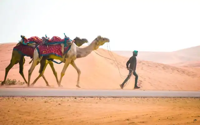 Camels in the desert